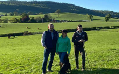 Top sheep show